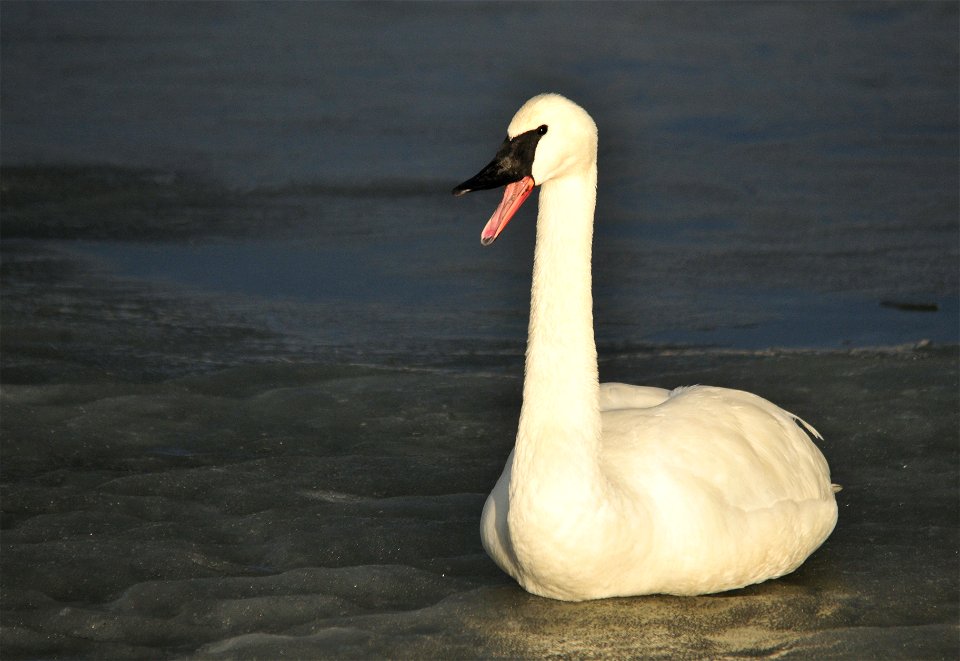 Photo: Tom Koerner/USFWS