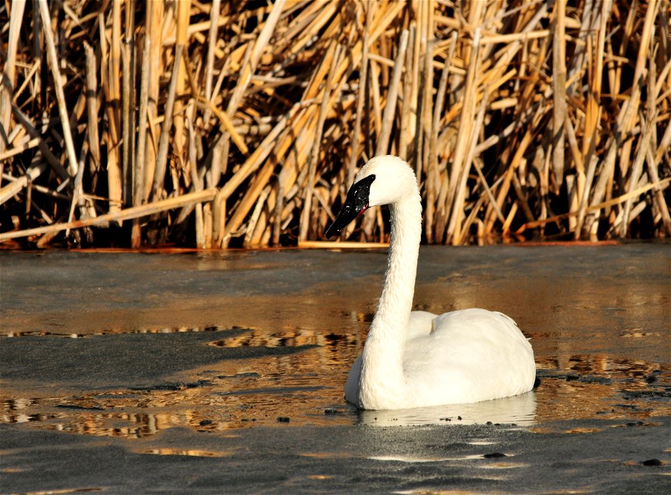 Photo: Tom Koerner/USFWS