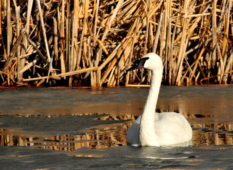 Photo: Tom Koerner/USFWS