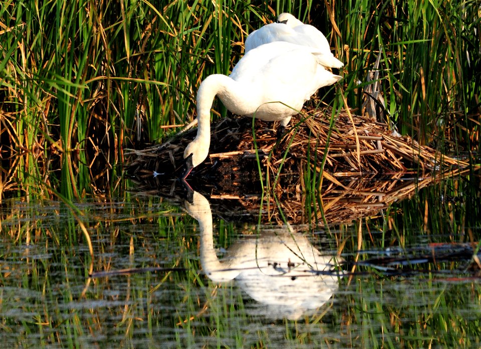 A trumpeter swan pair preens and rests on a muskrat house on Seedksaee NWR.  Photo:  Tom Koerner/USFWS