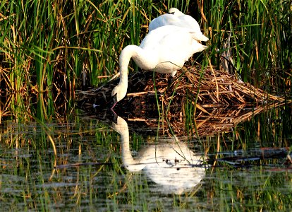 A trumpeter swan pair preens and rests on a muskrat house on Seedksaee NWR.  Photo:  Tom Koerner/USFWS