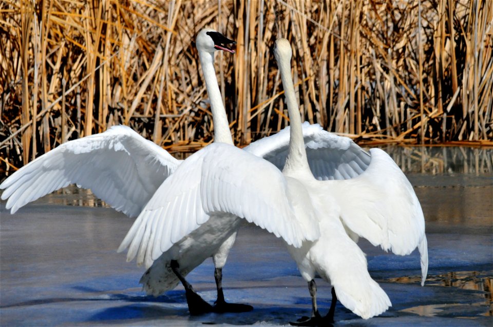 Photo: Tom Koerner/USFWS
