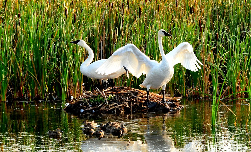 Photo: Tom Koerner/USFWS