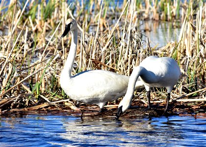 Photo: Tom Koerner/USFWS