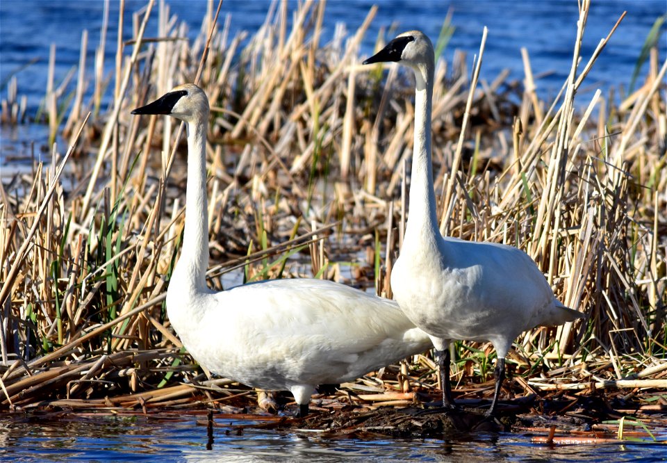 Photo: Tom Koerner/USFWS