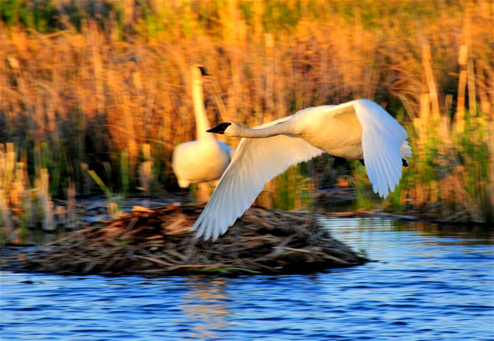 Trumpeter swan pair on Seedskadee NWR.  This pair was taking a late afternoon break from nesting activities to feed and preen before returning to the nest.  The male (Cob) was taking a flight around t