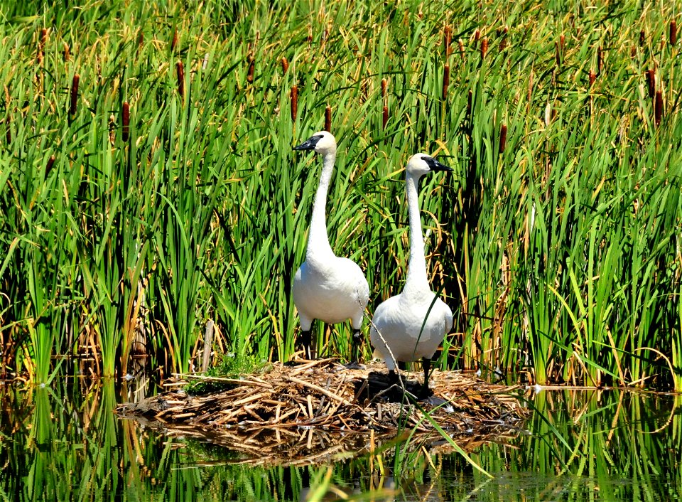 Standing tall to get a better view.  Photo: Tom Koerner/USFWS
