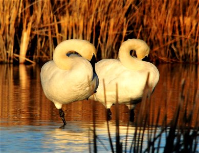 Tom Koerner/USFWS