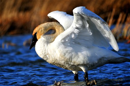 Trumpeter swans are one of a number of bird species that may have feathers stained a rusty color. It is believed that iron deposits in soils that the feathers come in contact with stain them a rusty photo