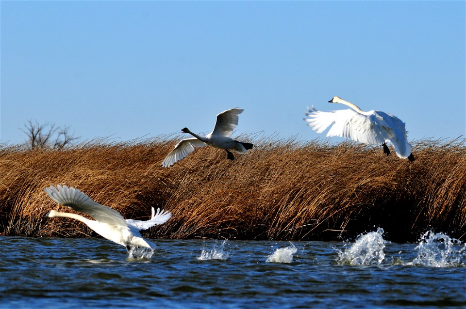 For most of the year, trumpeter swans are social, forming groups of family members, pairs without young, and unpaired adults and juvenilles. In the winter, groups can be as large as 50+ birds that con