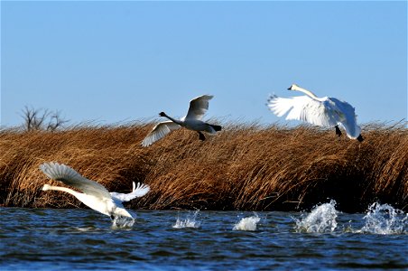 For most of the year, trumpeter swans are social, forming groups of family members, pairs without young, and unpaired adults and juvenilles. In the winter, groups can be as large as 50+ birds that con