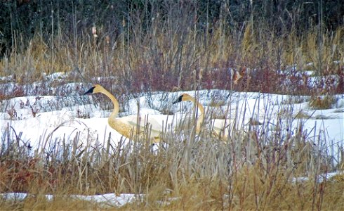 Trumpeter swans make their way through the snow at Seney National Wildlife Refuge, MI> Credit: Larry McGahey, Creative Commons photo