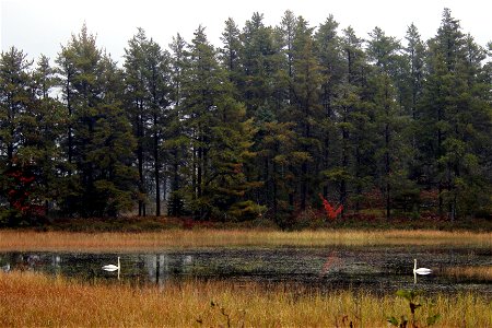 Photo by Courtney Celley/USFWS. photo