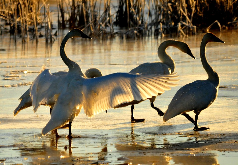 Photo: Tom Koerner/USFWS