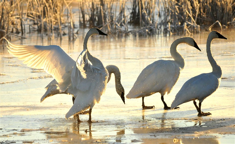 Photo: Tom Koerner/USFWS