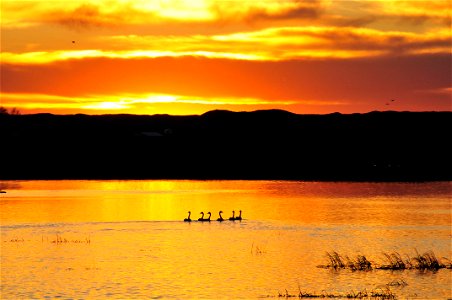 Photo Credit: Tom Koerner/USFWS