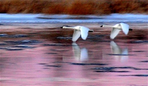 Trumpeter swan pair flying upstream at sunset on Seedskadee National Wildlife Refuge. 

Photo credit: Tom Koerner/USFWS