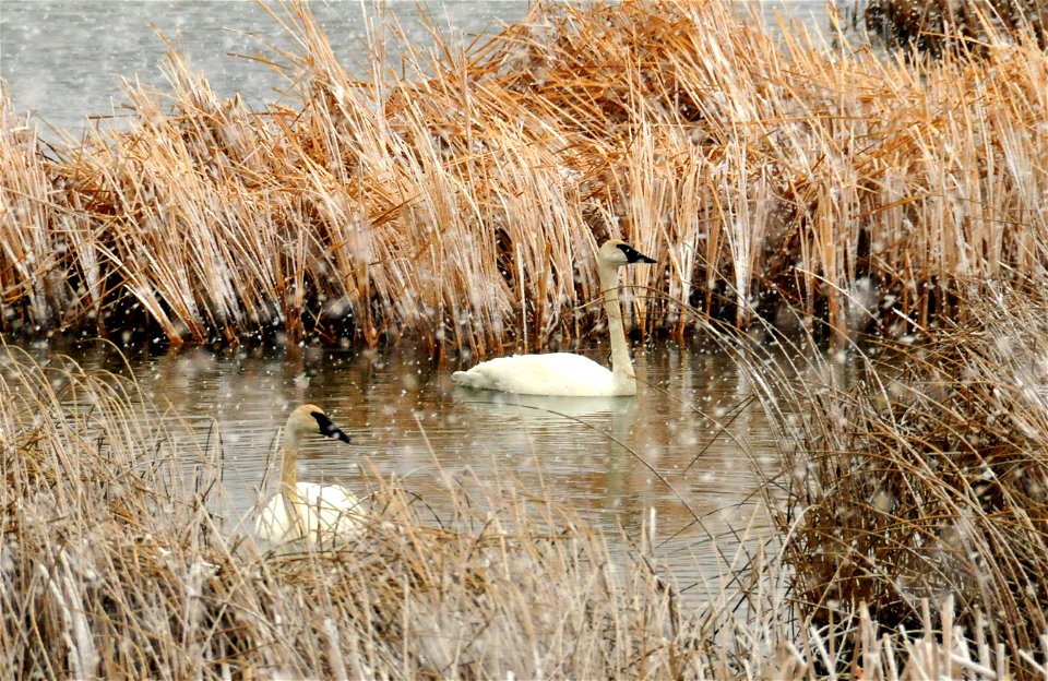 Photo: Tom Koerner/USFWS