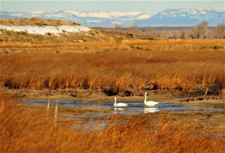 A pair of trumpeter swans re-establishing a nesting territory on Seedskadee NWR as the managed wetlands are slowly filled.  The Wyoming Range can be seen in the background.  Photo: Tom Koerner/USFWS