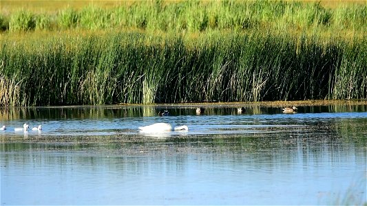 Trumpeter swans are typically very secretive while nesting and once the cygnets have hatched. They tend to spend their time in locations where they are hidden from view. Every once in awhile, they are photo