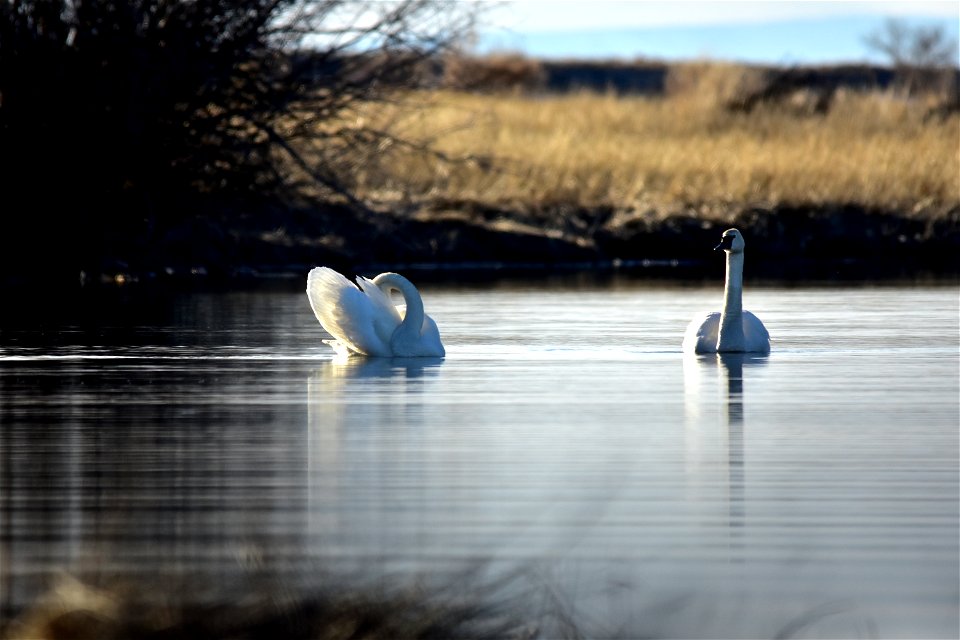 Photo: Tom Koerner/USFWS