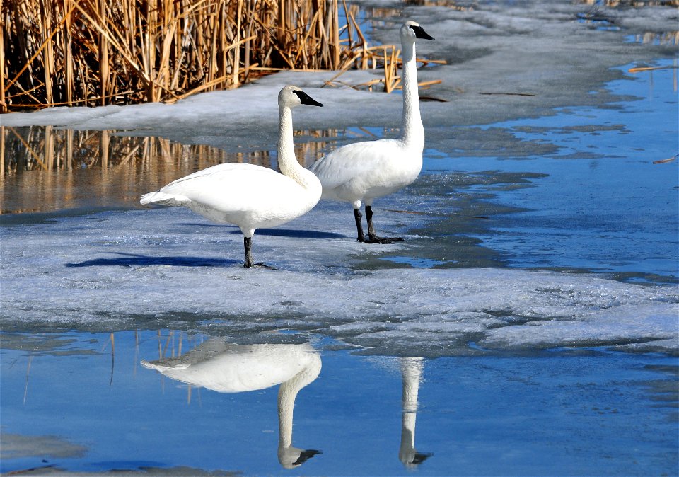 Photo: Tom Koerner/USFWS