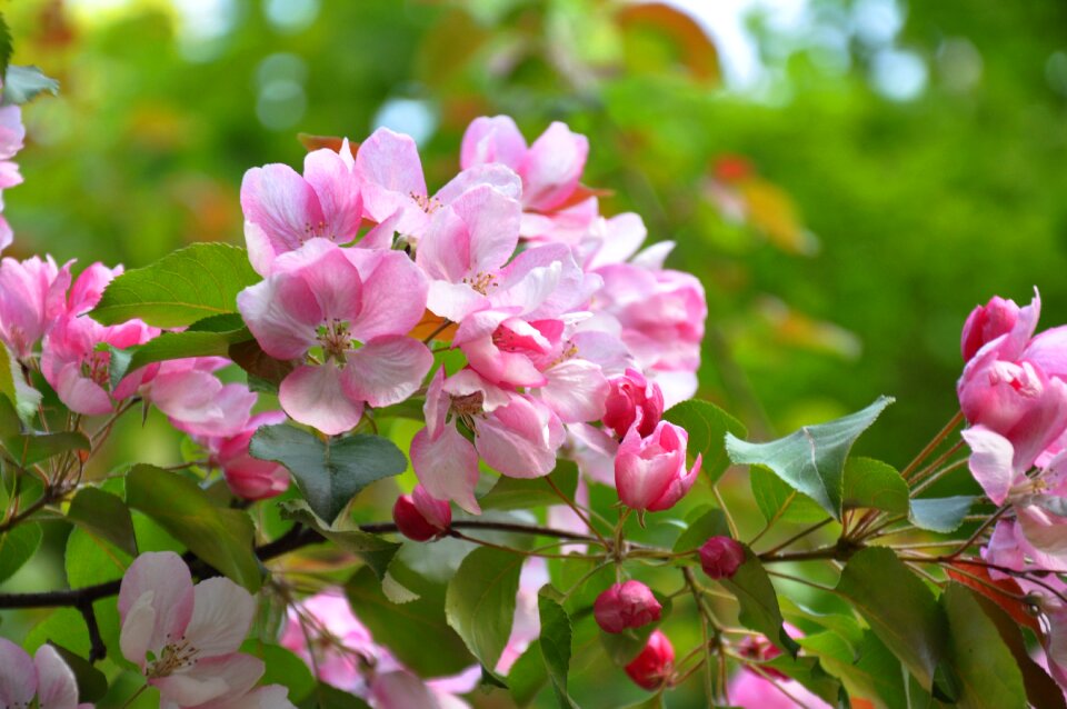 Tree plant handsomely