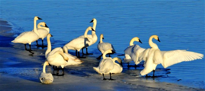 Photo: Tom Koerner/USFWS