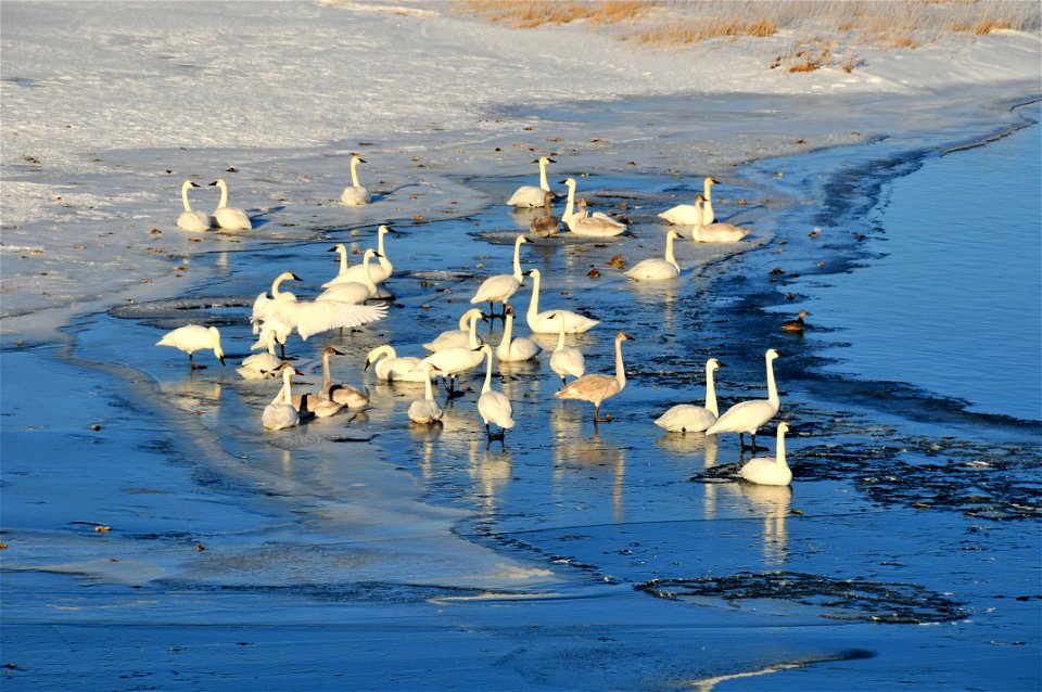 Trumpeter swans wintering on Seedskadee NWR have been increasing over the last decade.  A high count of 304 in 2014. Open water below Fontenelle Dam, abundant submerged aquatic vegetation in the Green