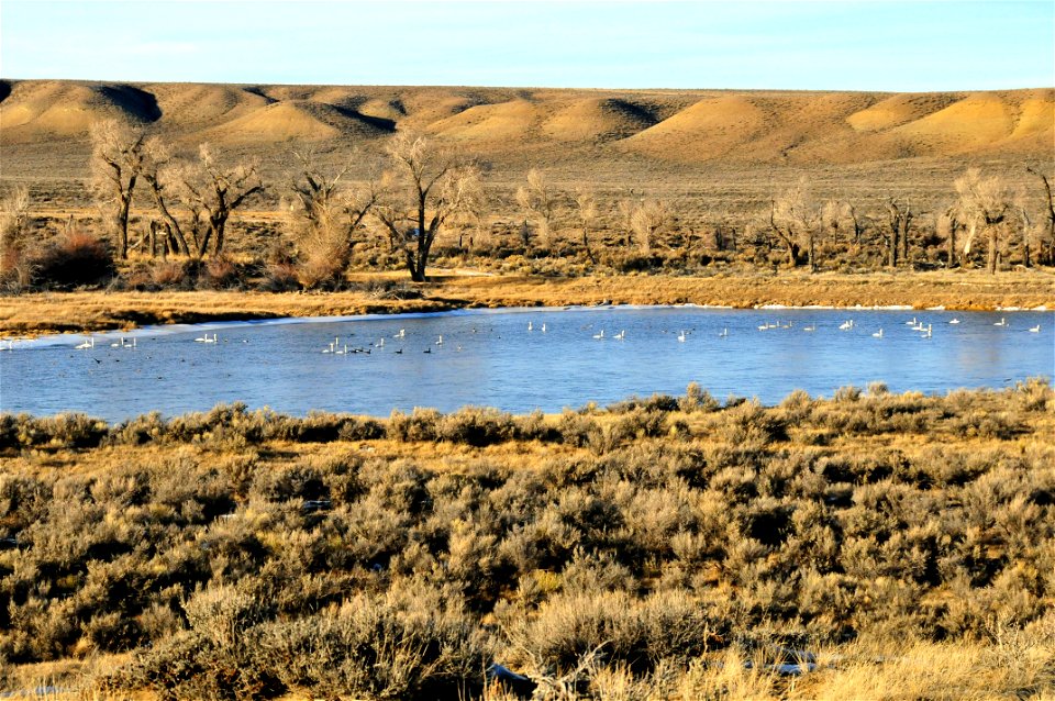 Trumpeter swans wintering on Seedskadee NWR have been increasing over the last decade.  A high count of 304 in 2014. Open water below Fontenelle Dam, abundant submerged aquatic vegetation in the Green