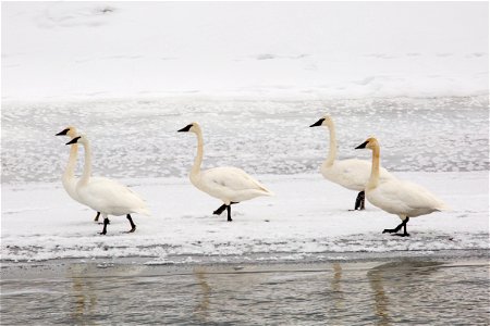 Trumpeter swans, Yellowstone River photo