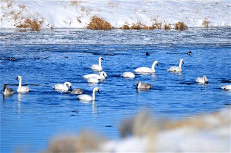 A portion of the Green River on Seedskadee NWR remains open during the winter. Releases from Fontenelle Dam above the Refuge help to maintain open water even in the coldest winters.  The open water, c