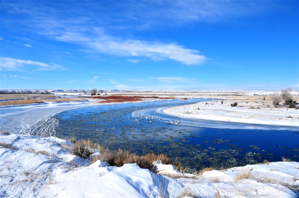 A portion of the Green River on Seedskadee NWR remains open during the winter. Releases from Fontenelle Dam above the Refuge help to maintain open water even in the coldest winters.  The open water, c
