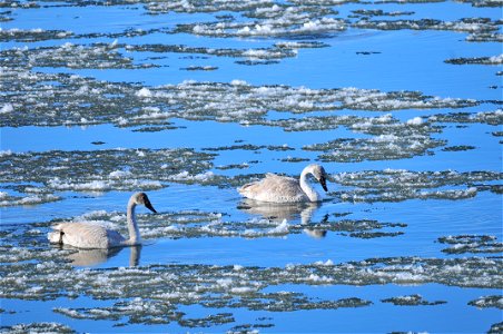 Two cygnets, or young of the year, trumpeter swans feed among the ice floes in the Green River on Seedskadee NWR.  Photo: Tom Koerner/USFWS