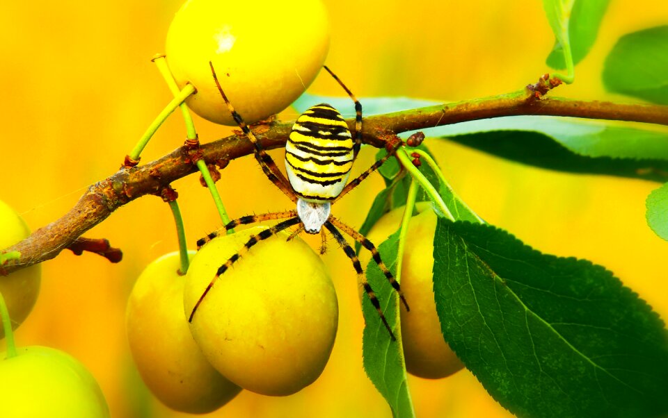 Plum fruit animals