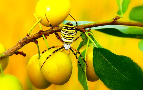Plum fruit animals