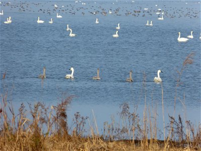 At Mattamuskeet National Wildlife Refuge in North Carolina. The Refuge’s prime location along the Atlantic Flyway makes it a vitally important stopover for wintering waterfowl. Credit: Allie Stewart, 