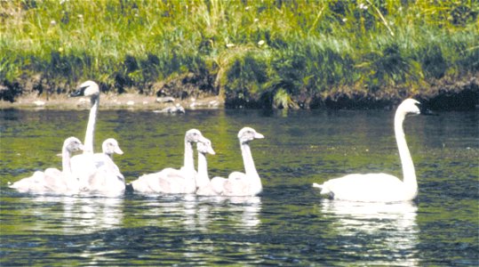 Trumpeter Swans in Grand Teton NP-NPS