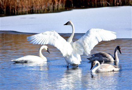 Photo: Tom Koerner/USFWS photo