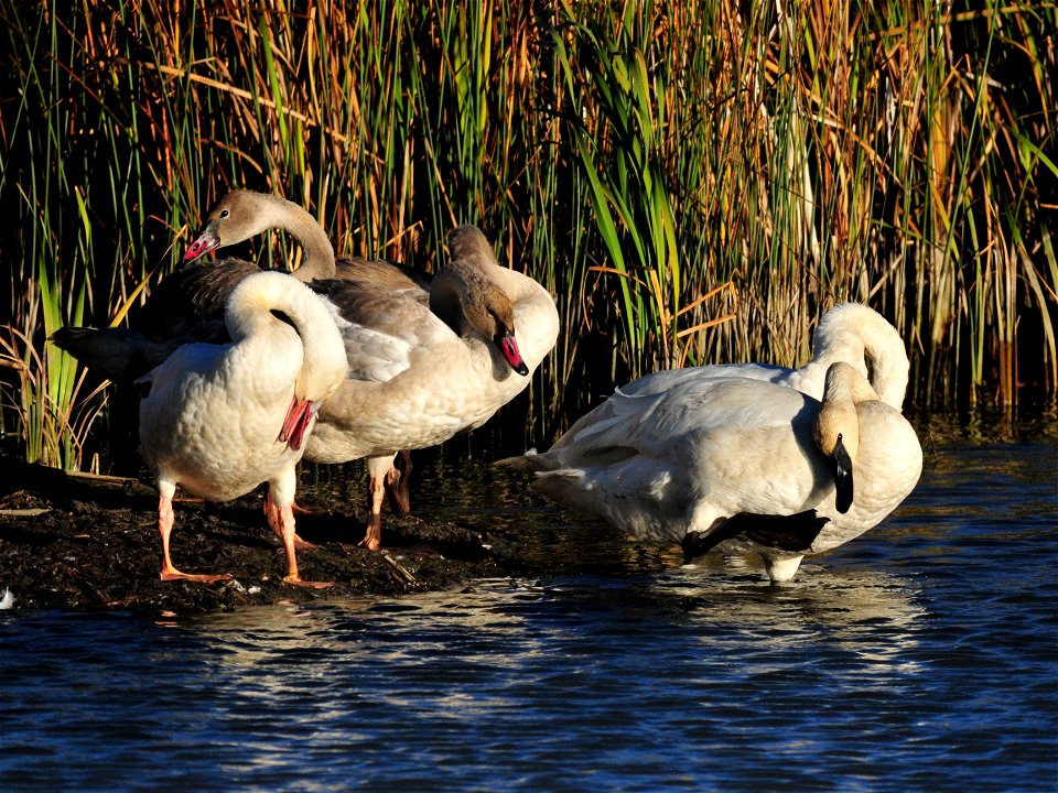The family that preens together stays together.  Preening feathers is a very important activity.  The outer layer of feathers must be realigned and oiled on a regular basis to keep its insulating prop