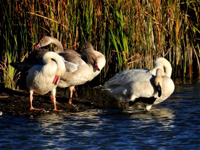 The family that preens together stays together.  Preening feathers is a very important activity.  The outer layer of feathers must be realigned and oiled on a regular basis to keep its insulating prop