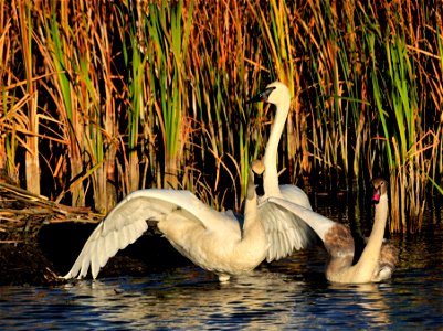 A little preening and stretching before turning in for the night.  Two adult trumpeter swans with one of their cygnets on Seedskadee NWR.  Photo: Tom Koerner/USFWS