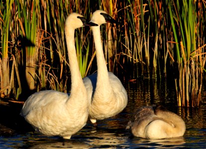 A pair of trumpeter swans on Seedskadee NWR stand watch while one of their cygnets sleep.  Trumpeter swan adults are very protective as parents.  They can and will defend them from  predators, which o