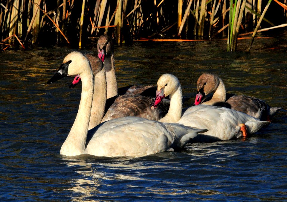 An adult trumpeter swan leads four cygnets to a roost site for the night.  Photo: Tom Koerner/USFWS