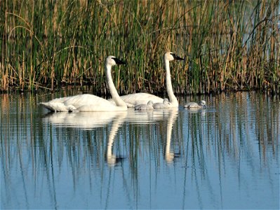 Photo: Tom Koerner/USFWS photo