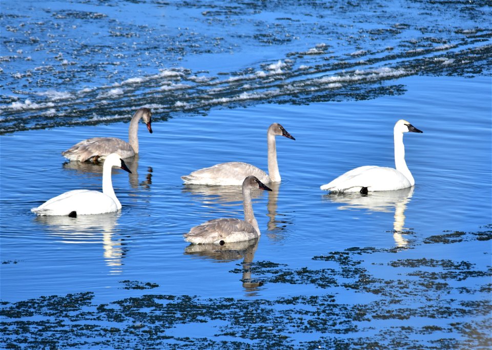 A family group of 2 adults and 3 cygnets.  

Photo: Tom Koerner/USFWS