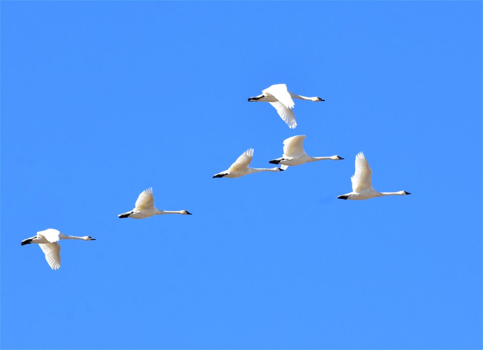 Photo: Tom Koerner/USFWS