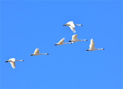 Photo: Tom Koerner/USFWS