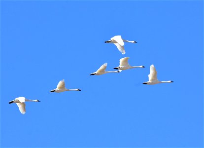 Photo: Tom Koerner/USFWS photo