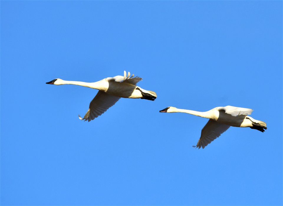 Photo: Tom Koerner/USFWS